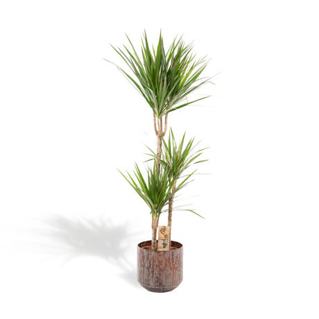 Livraison plante Dracaena Marginata et son pot