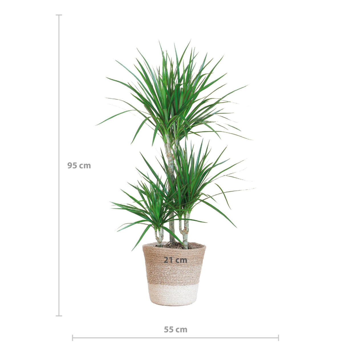 Livraison plante Dracaena Marginata et son pot