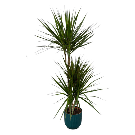 Livraison plante Dracaena Marginata et son pot