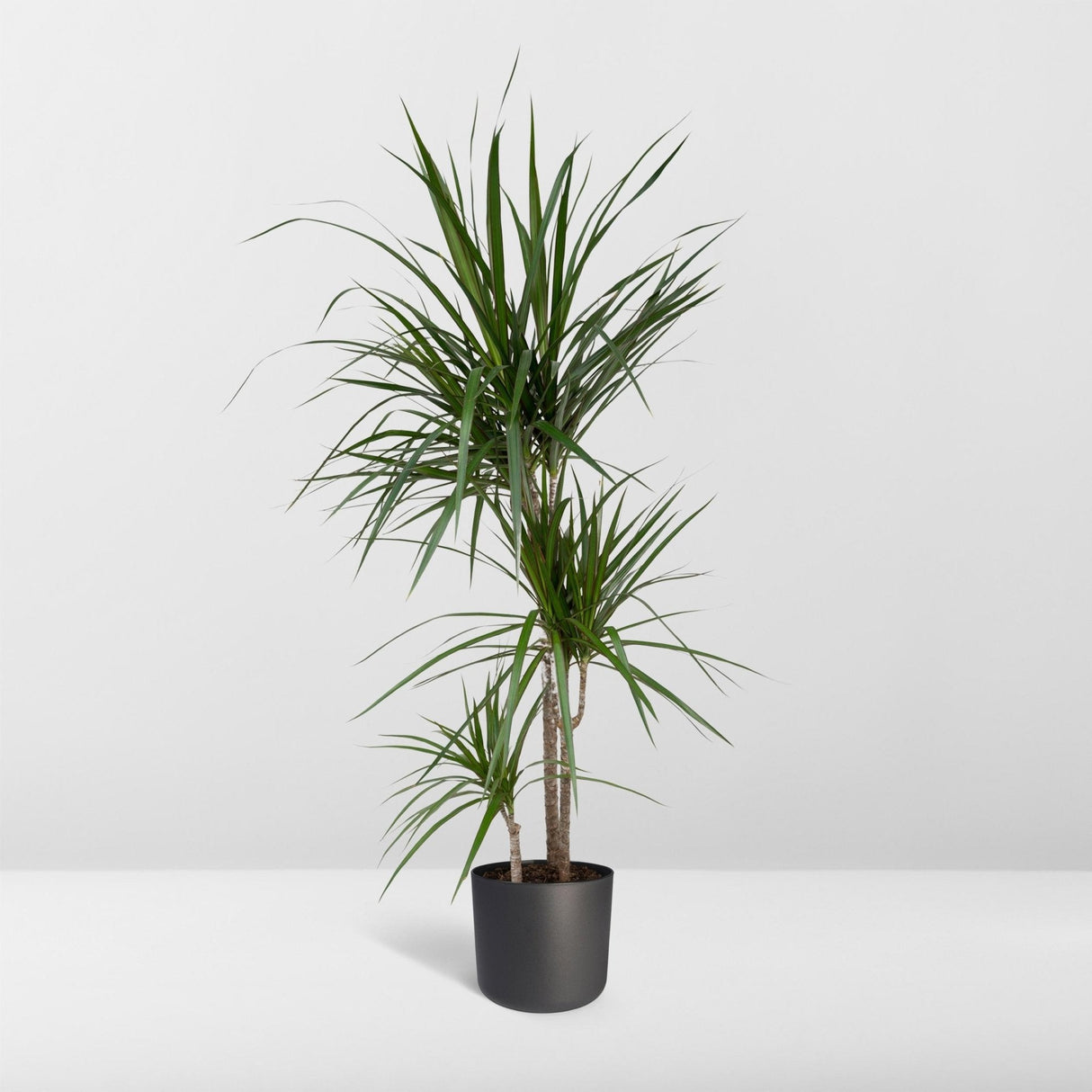 Livraison plante Dracaena Marginata h115cm