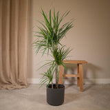 Livraison plante Dracaena Marginata h115cm