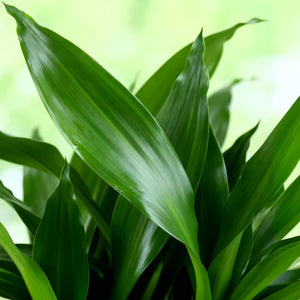 Livraison plante Dracaena Steudneri – Lot de 2 – Pot 17cm – Hauteur 50 - 55cm