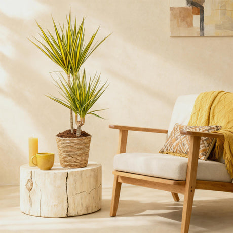 Livraison plante Dracaena Sunray