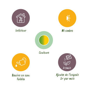 Livraison plante Dracaena Sunray et panier H75 cm