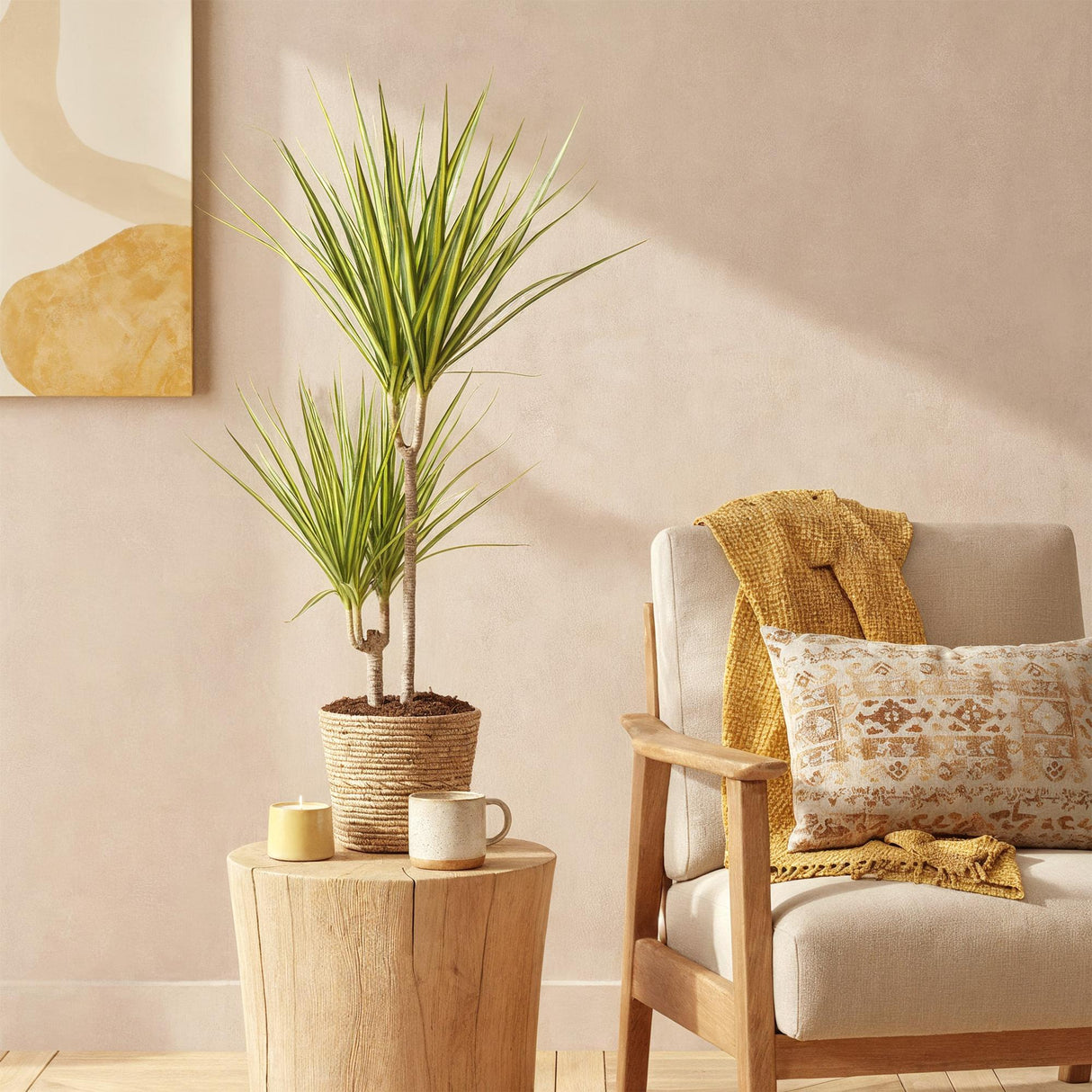 Livraison plante Dracaena Sunray – Lot de 1
