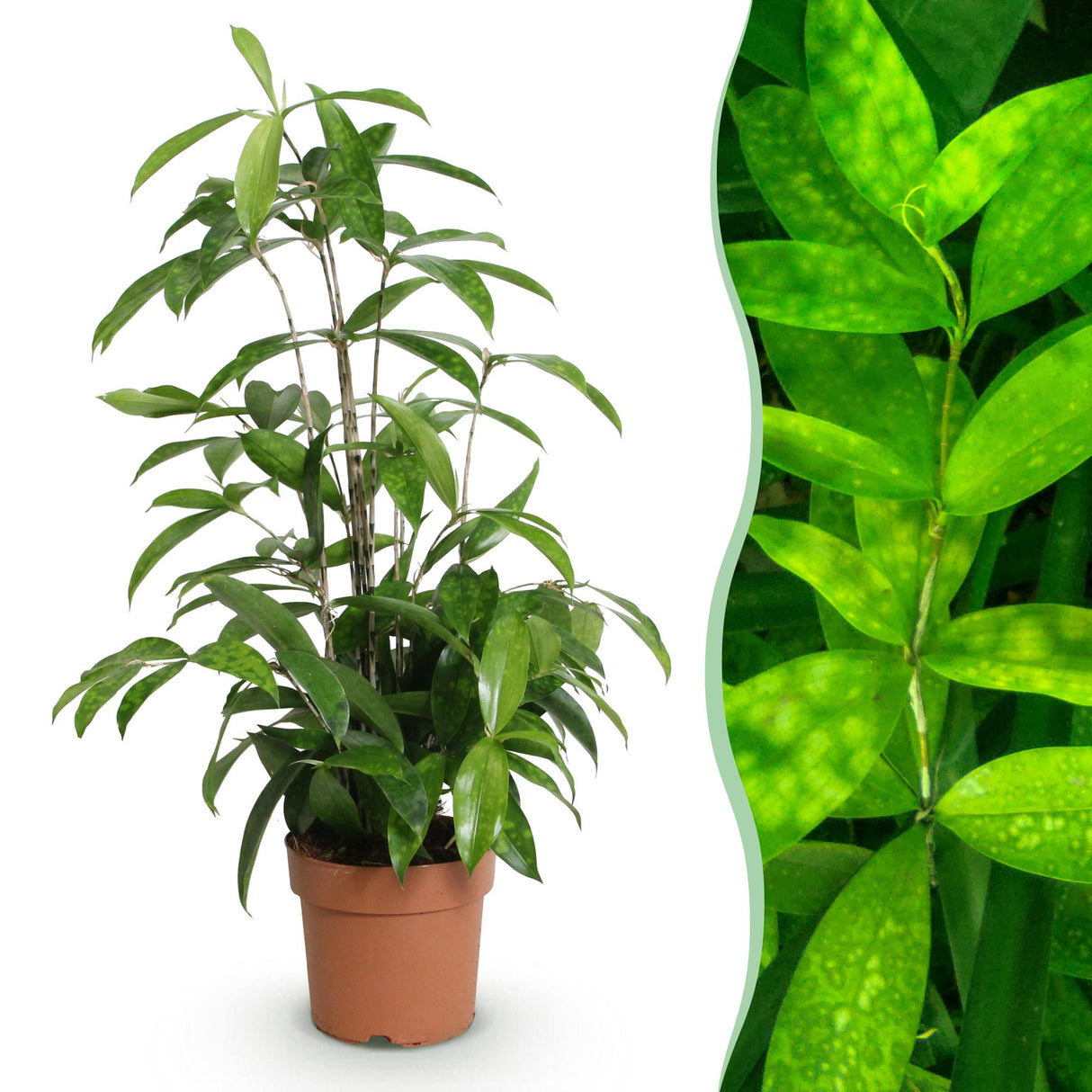 Livraison plante Dracaena surculosa – Lot de 1 – Pot 17 cm – Hauteur 60 - 70 cm