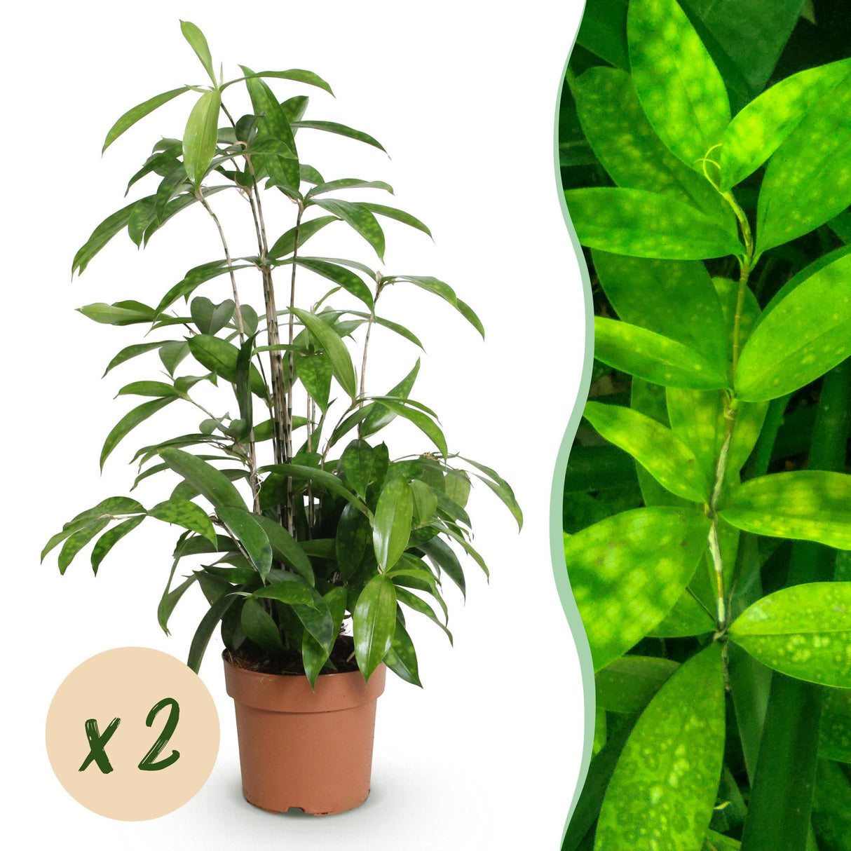 Livraison plante Dracaena surculosa – Lot de 2 – Hauteur 60 - 70 cm