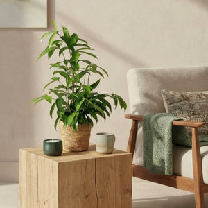 Livraison plante Dracaena surculosa – Lot de 2 – Hauteur 60 - 70 cm