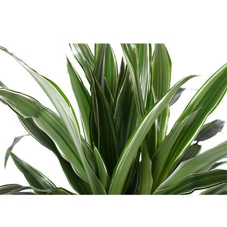 Livraison plante Dracaena Warneckii et son pot