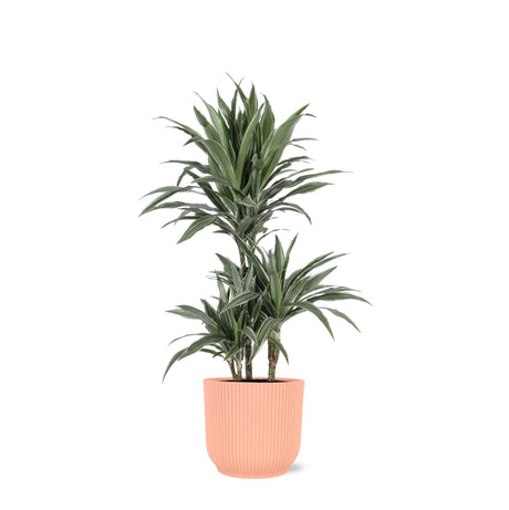 Livraison plante Dracaena Warneckii et son pot