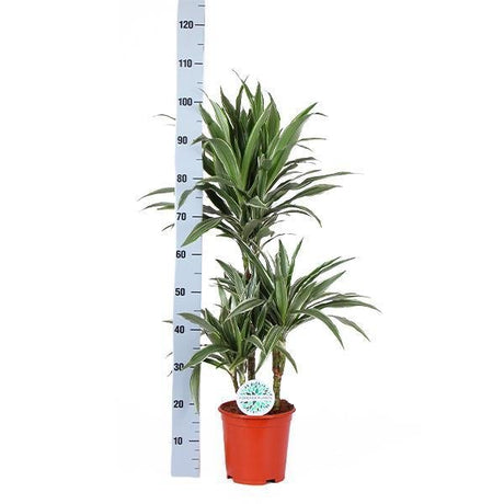 Livraison plante Dracaena Warneckii et son pot