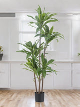 Livraison plante Dracena Fragnans - grande plante artificielle