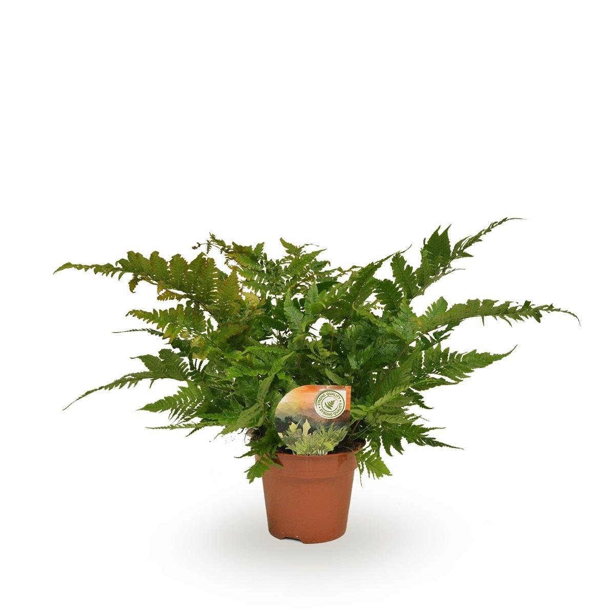 Livraison plante Dryopteris Erythrosora