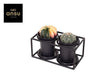 Livraison plante Duo de cactus rare avec pot