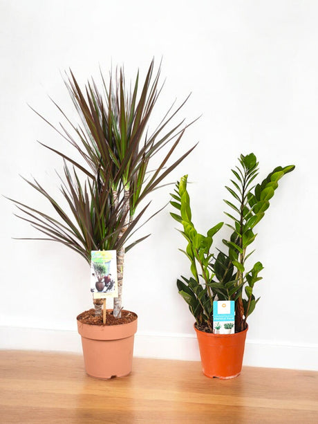 Livraison plante Duo de grandes plantes Easycare