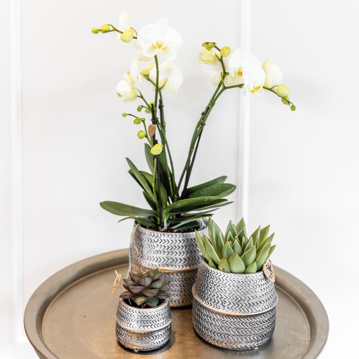 Livraison plante Duo Orchidée Phalaenopsis blanche et Crassula Ovata et leurs caches - pots en céramique argentée