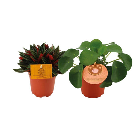 Livraison plante Duo Peperomia Pilea