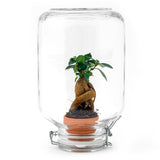 Livraison plante Easyplant - Baby plante sous verre