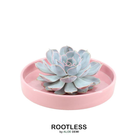 Livraison plante Echeveria Lilacina Sans Racines en Bol Céramique Rose