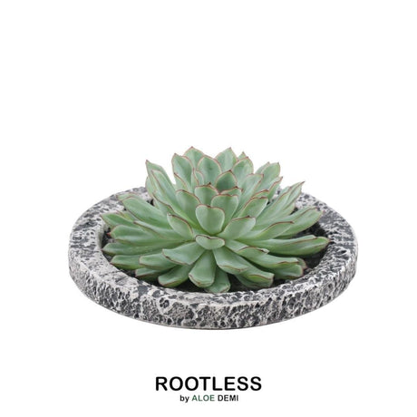 Livraison plante Echeveria Pulidonis Sans Racines