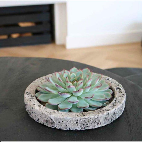 Livraison plante Echeveria Pulidonis Sans Racines