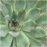 Livraison plante Echeveria Pulidonis Sans Racines en Coupe