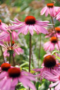 Echinacea Purpurea (Echinacea purpurea) 'Magnus'