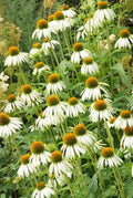 Echinacea (Echinacea purpurea) 'White Swan'