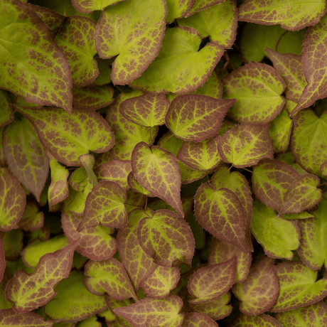 Livraison plante Epimedium