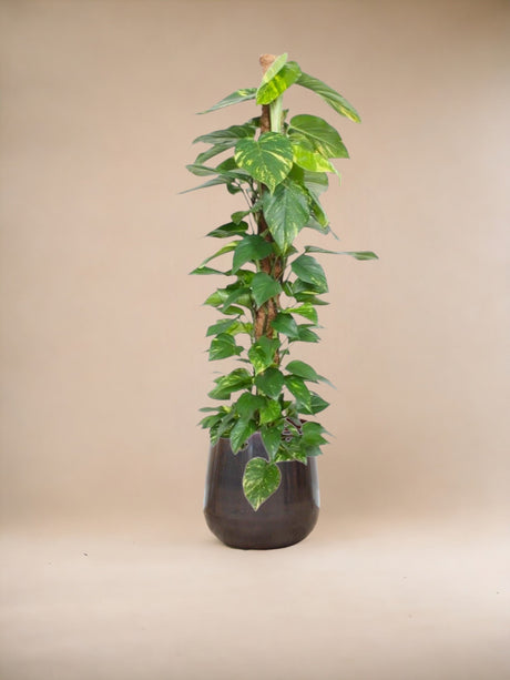 Livraison plante Epipremnum Aureum pothos