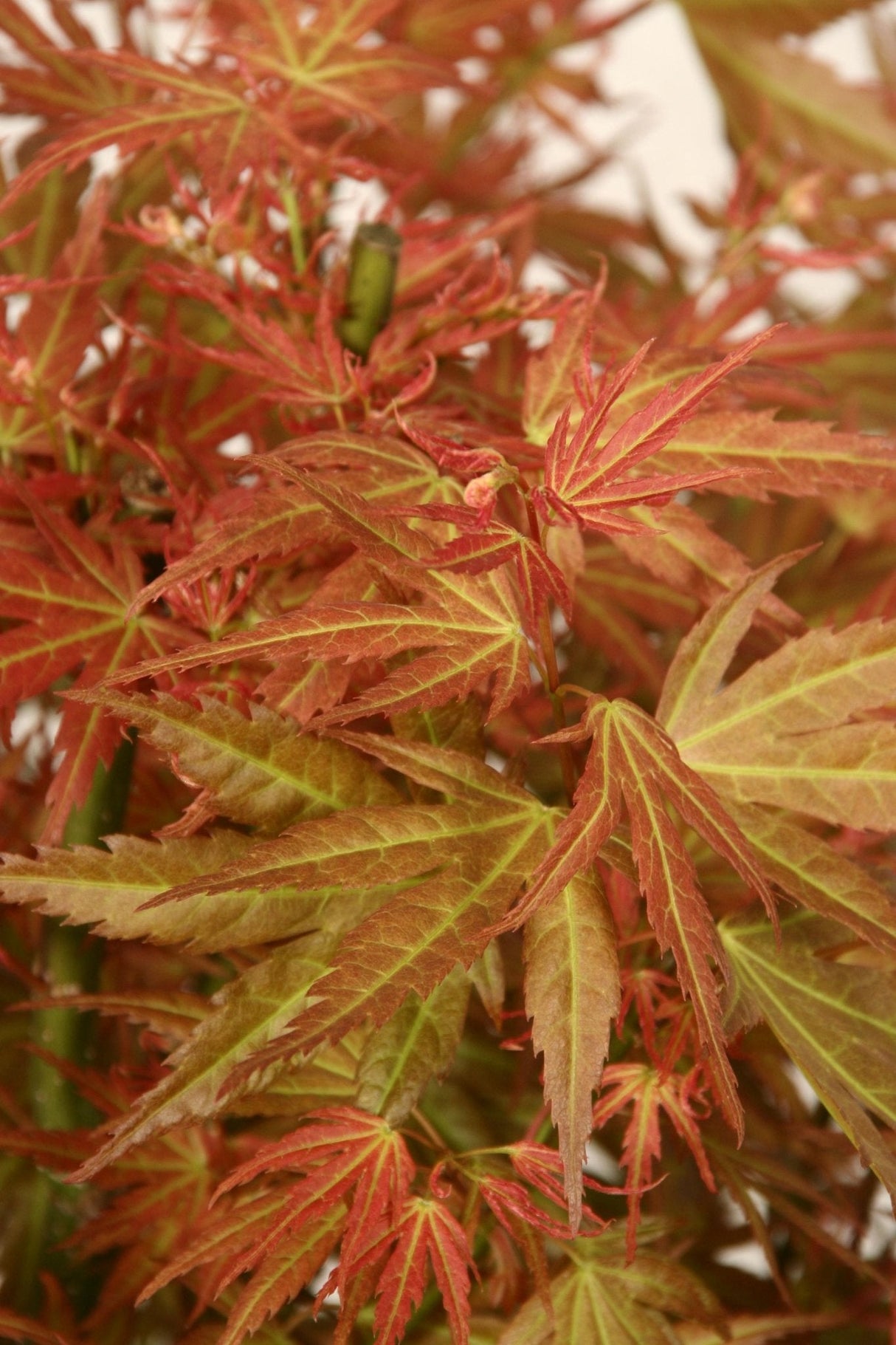 Livraison plante Erable du japon - Acer 'Wilson's Pink Dwarf' - ↨40cm - Ø19cm - extérieur