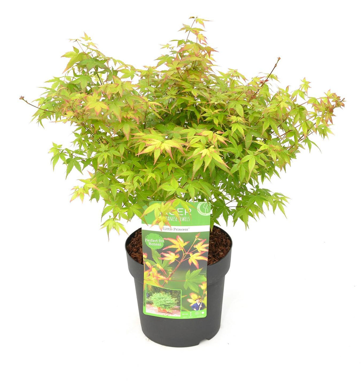 Livraison plante Erable du japon 'Little Princess' - ↨30cm - Ø19cm - plante d'extérieur