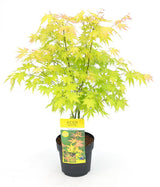 Livraison plante Erable du japon 'Orange Dream' - ↨40cm - Ø19cm - plante d'extérieur