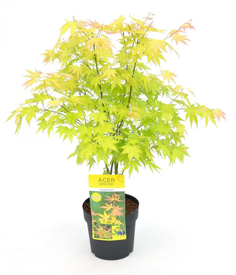 Livraison plante Erable du japon 'Orange Dream' - ↨40cm - Ø19cm - plante d'extérieur