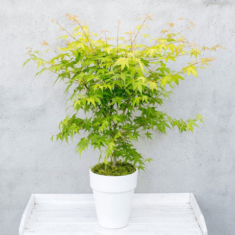 Livraison plante Erable du japon 'Orange Dream' - ↨40cm - Ø19cm - plante d'extérieur