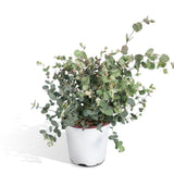 Livraison plante Eucalyptus - 45 cm - Ø17 - plante d'extérieur