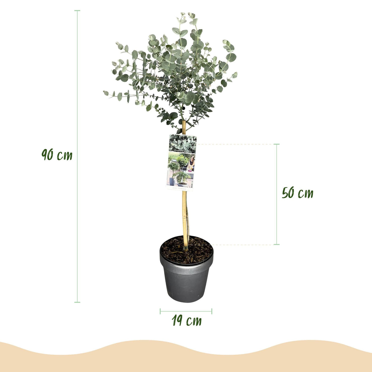 Livraison plante Eucalyptus gunnii Azura – Pot 19 cm – Hauteur 90 cm
