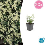 Livraison plante Euonyme fortunei Harlequin