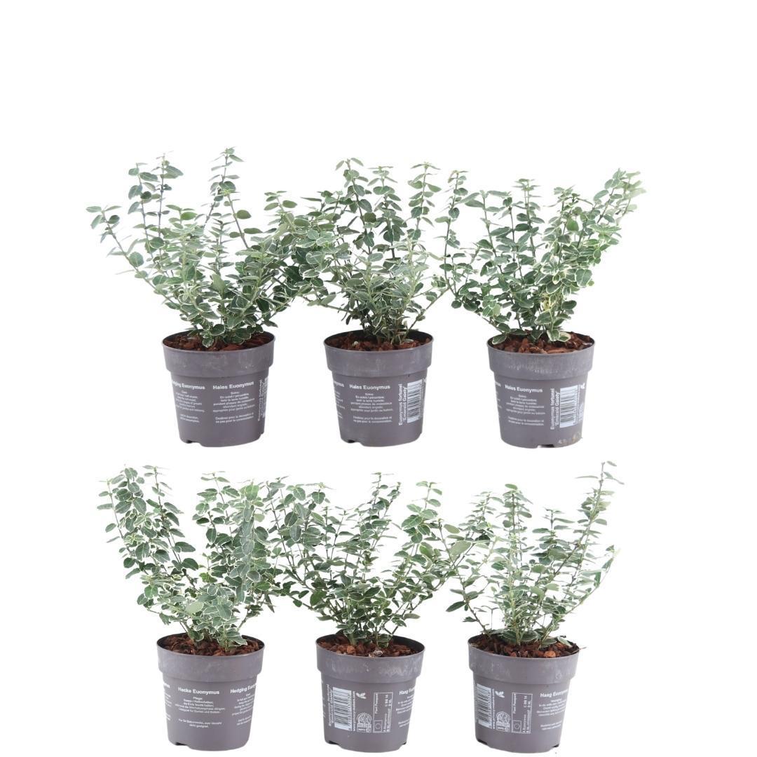 Livraison plante Euonymus fortunei 'Emerald Gaiety' - Lot de 6