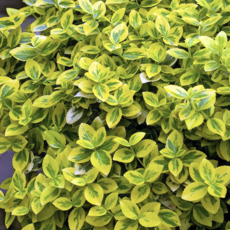 Livraison plante Euonymus fortunei Emerald 'n Gold