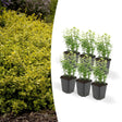 Livraison plante Euoynmus 'Emerald n Gold’ - Lot de 6