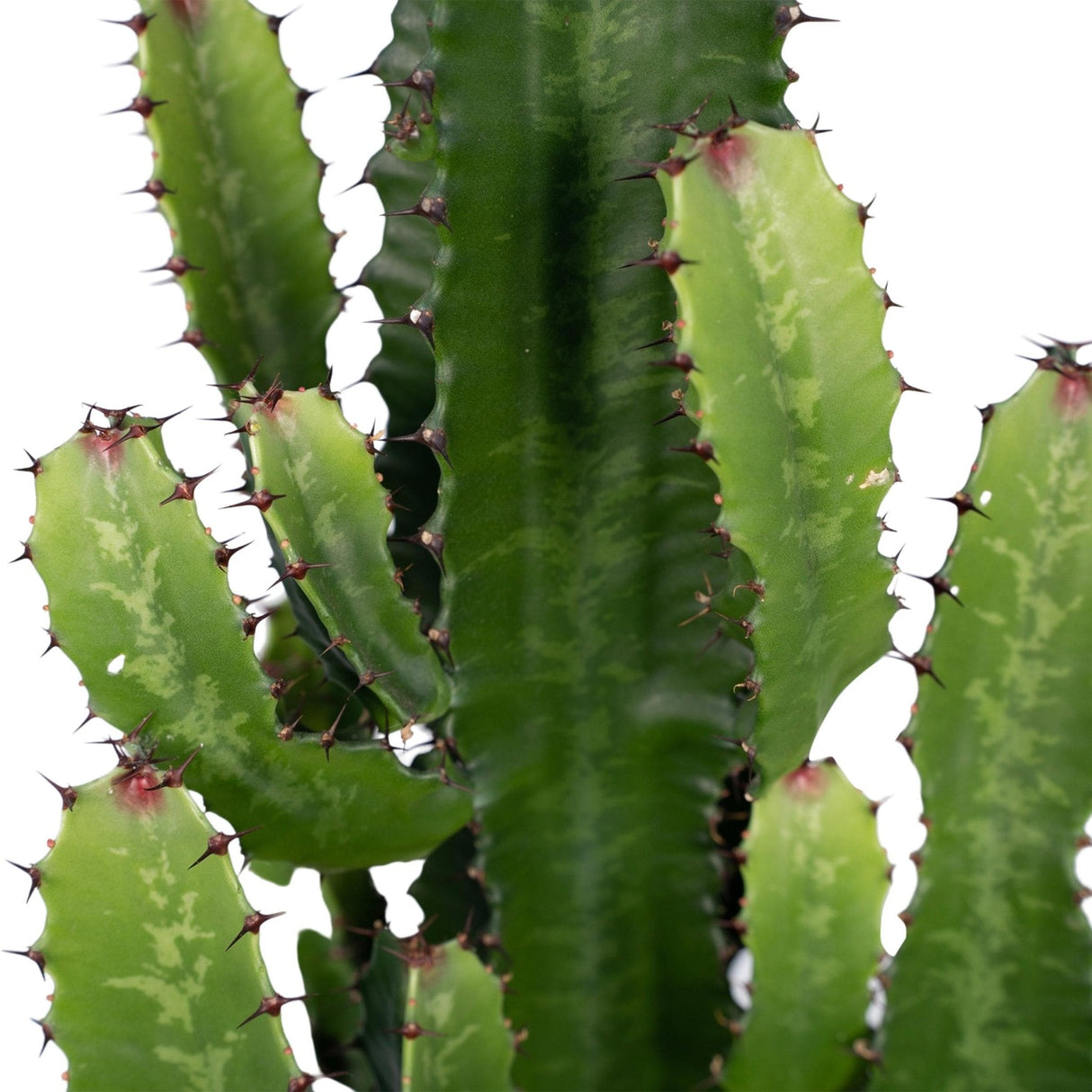 Livraison plante Euphorbe Acrurensis h60cm
