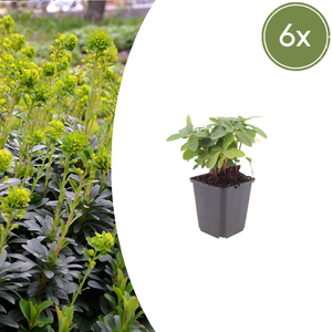 Livraison plante Euphorbe amygdal