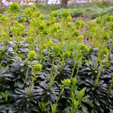 Livraison plante Euphorbe amygdal