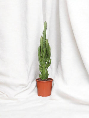 Euforbia Trigona