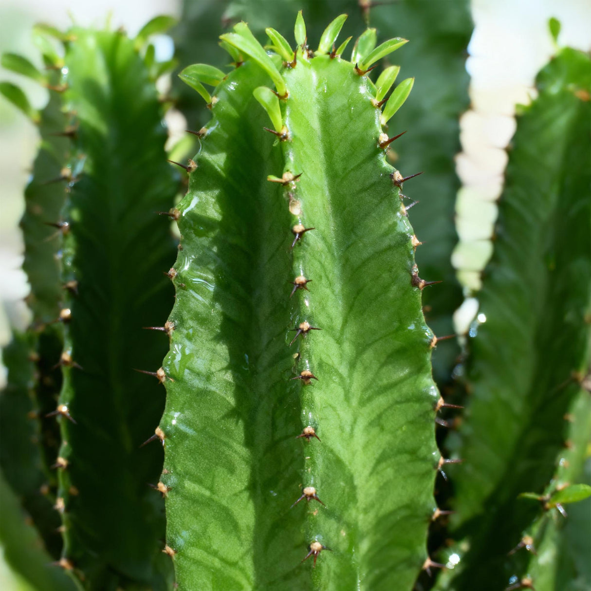 Livraison plante Euphorbia eritrea d19 cm H70cm