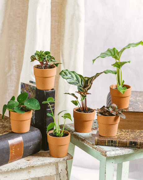 Livraison plante Family - Lot de 6 baby plantes