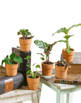 Livraison plante Family - Lot de 6 baby plantes