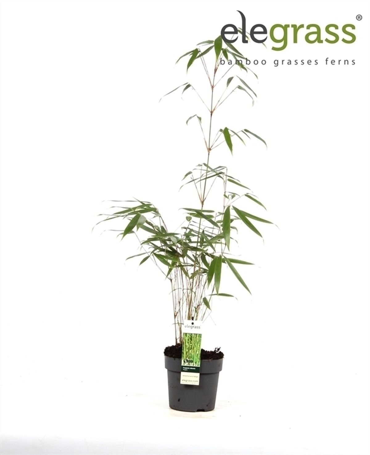 Livraison plante Fargesia Robusta 'Pingwu'