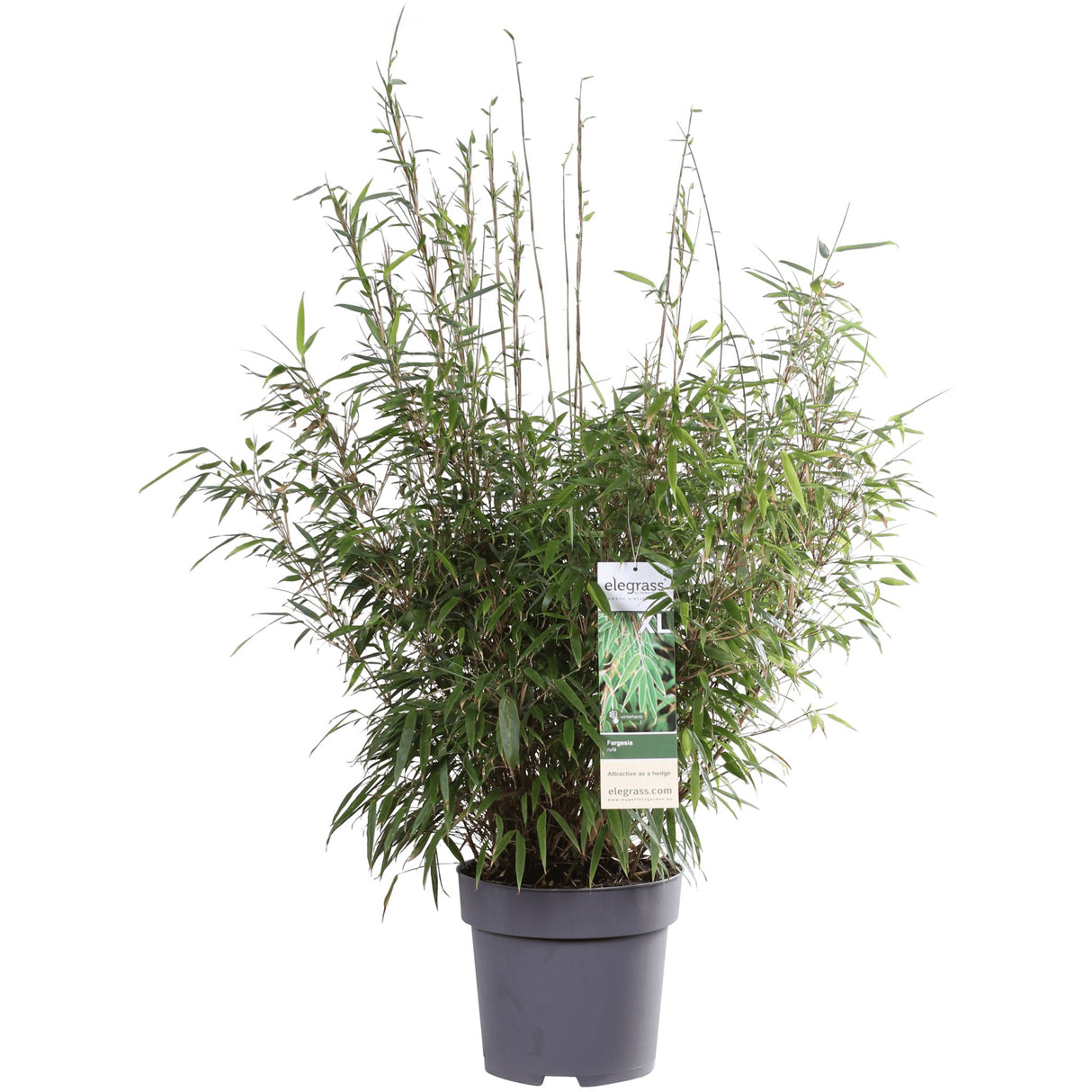 Livraison plante Fargesia rufa - ↨80cm - Ø29 - plante de haie